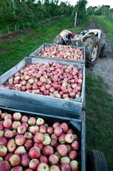 Apples 3