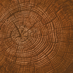 Old detailed warm dark brown and orange tones of a felled tree trunk or stump. Rough organic texture of tree rings with close up of end grain.