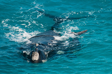 Southern right whale and calf