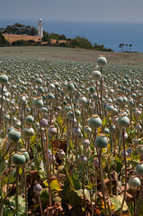 Poppy field