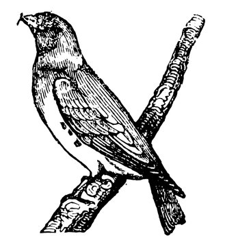 recommend clip art: Crossbill, vintage illustration.