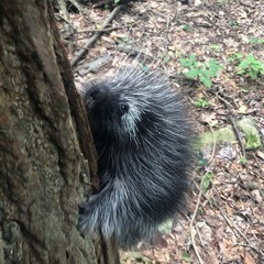 Juvenile Porcupine Climbing tree, on the Appalachian Trail.  
