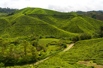 Boh Tea Plantation view from high place at Cameron Highlands