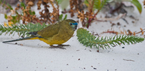 Rock parrot