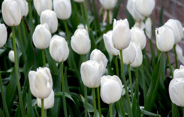 Beautiful white tulips along a brick garden wall