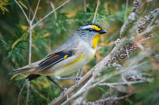 Striated Pardalote