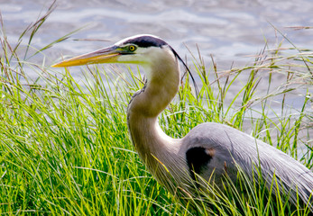 Close up portrait of a beautiful wild crane walking by a wetland 