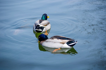 Wild mallard ducks  swimming on a small pond