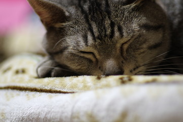 猫の寝顔