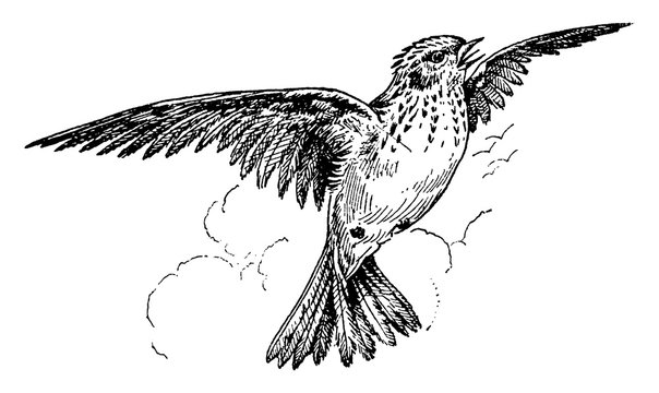 Skylark, vintage illustration.