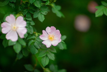 Naklejka premium Swamp Rose, Rosa palustris.