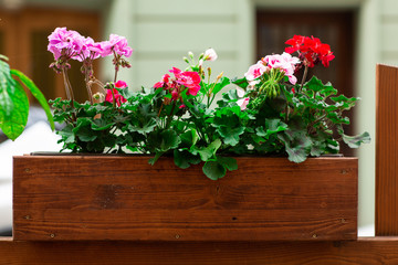 Colorful petunia flowers on a city street in a wooden pot