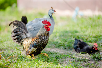 Bantam chickens are searching for food in the garden.