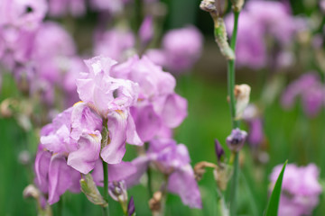 Beautiful iris flowers in the garden in summer day