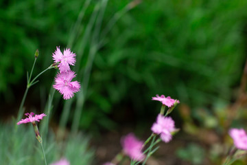Dianthus chinensis flower backgrounds bloom at spring in the garden