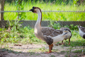 Naklejka na ściany i meble Geese are looking for food in the garden