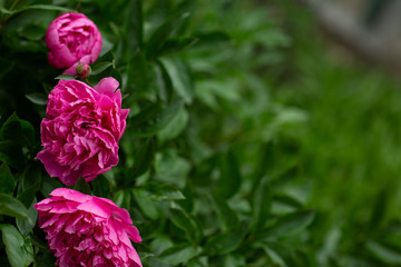 Beautiful flower red Peony,
