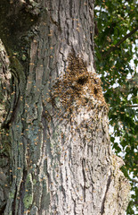 Obraz premium Honey bee swarm on tree