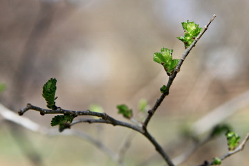Spring Bud