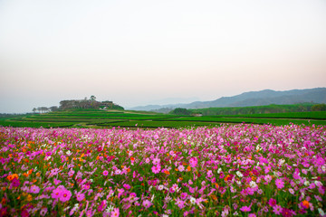 Beautiful cosmos flower field in the morning light