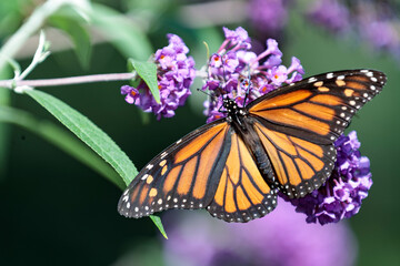 butterfly on flower