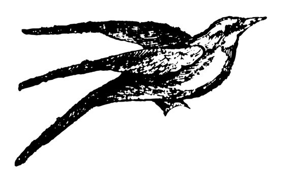 recommend clip art: Bee eater, vintage illustration.