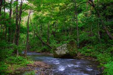 Obraz premium Oirase Stream Aomori City Japan