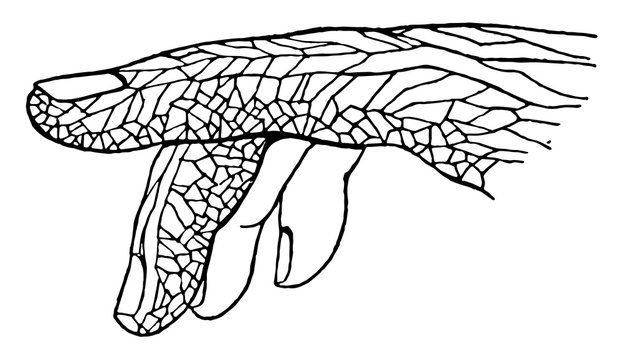 Lymphatic Vessels In The Fingers, Vintage Illustration.