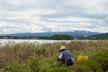 Fototapeta na wymiar Lake Kawaguchiko scenery Japan