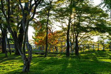 Obraz premium Tree views in the park Japan