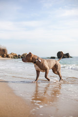 dog running sea summer pitbull bully 