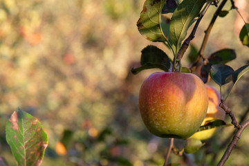 Apple Farm, Matsumoto City, Japan