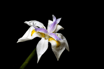 white yellow and purple  iris flower isolated on black background