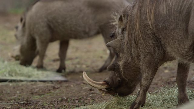 african warthogs grazing slow motion