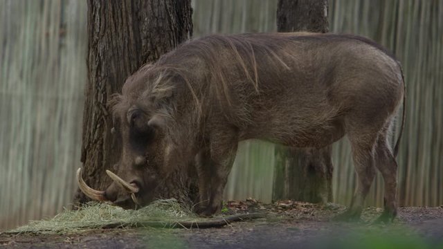 warthog grazing side profile slow motion