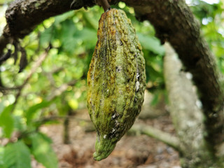 Close-up green small cacao grow on the tree. Small green cocoa has been infected by pests