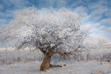 old diamond willow in frost