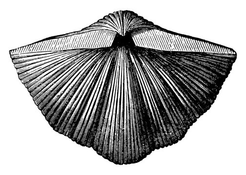 Spirifer Mollusk, vintage illustration
