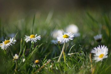 closeup of white daisies in a meadow