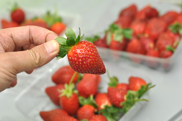 freash strawberry in packed