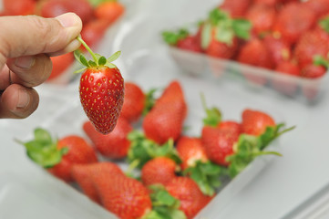 freash strawberry in packed