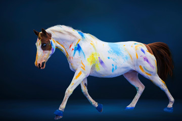 Fototapeta na wymiar Beautiful blue-eyed paint quarter horse with colors
