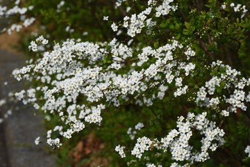 Thunberg spirea blooms a lot of white florets on the branches weeping in spring.