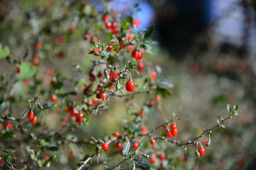 皇居東御苑、棗の実