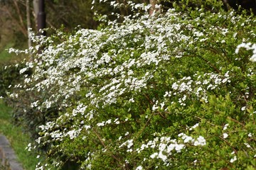 Fototapeta na wymiar Thunberg spirea blooms a lot of white florets on the branches weeping in spring.
