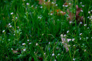 Small White Flowers on a Dark Green Lawn