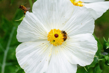 Obraz premium Biene auf wilder Blume