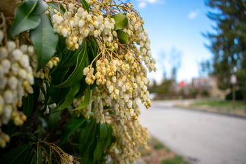 A Bush With White Flowers Haning From it in a Suburban Neighborhood
