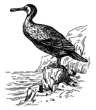 recommend clip art: Cormorant/Phalacrocoracidae/Shags/Phalacrocorax pygmaeus/Phalacrocorax perspicillatus, vintage illustration.