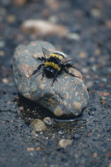 Abeja sobre una piedra